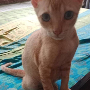 Mannu is missing in Goregaon West-2