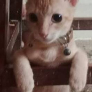 Mannu is missing in Goregaon West-3