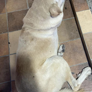 Labrador dog found in CGS India Madhapur-3