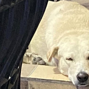 Labrador dog found in CGS India Madhapur-2