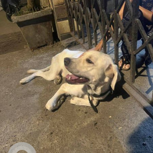 Labrador dog found in Jankaalyan nagar Malad West