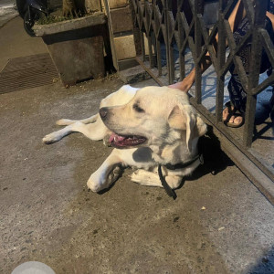 Labrador dog found in Jankaalyan nagar Malad West-2