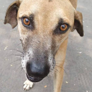 Indie dog found near SV Road, opp. Sunder Nagar, Malad West