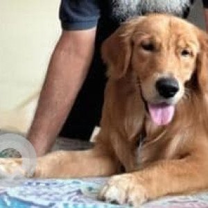 Golden Retriever is missing from Regency Heights Sector 90