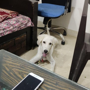 6 months old male pup Max lost from subhash nagar main market circle, Delhi,