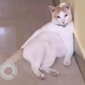 Indie cat is missing from 3rd street, 11th main road Annanagar west-2