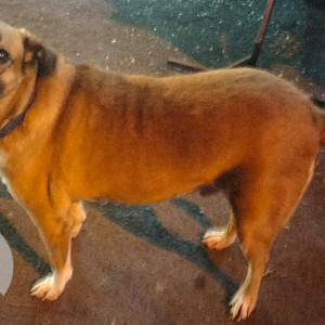 Indie dog found in Srishti Complex  Area-2