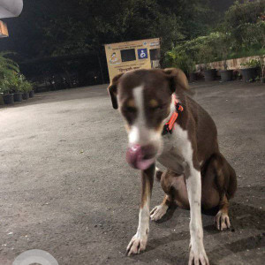 New dog is found in my area of Navi Mumbai seawoods-2