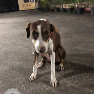 New dog is found in my area of Navi Mumbai seawoods