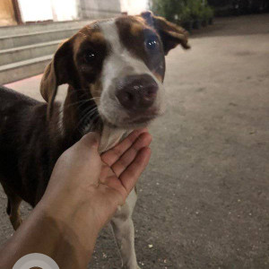 New dog is found in my area of Navi Mumbai seawoods-3