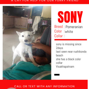 Missing: White Female Pomeranian Dog from Near rushikonda beach-2