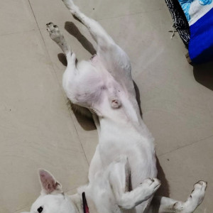 My dog wishkey is missing since 24 August 2023 from shillong-2