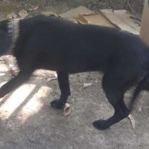 Black Labrador  pup is roaming near Puncom Mohali and CDAC.