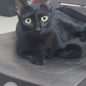 My black indie cat is missing from thane west-4