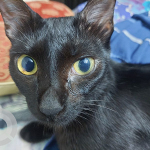 My black indie cat is missing from thane west-2