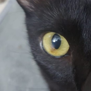 My black indie cat is missing from thane west-3