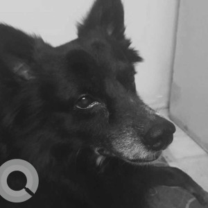 My pet dog  is missing  from Jiddigere Kunigal Tumkur-2