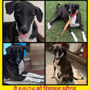 Missing: Black and White Female INDIAN Dog from SHIVAJI ENCLAVE , NEAR SANJAY GANDHI ANIMAL HOSIPTAL-2