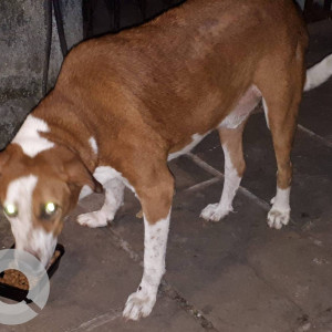 Motu  is missing from  Louis Philippe , Linking Road , Khar-2