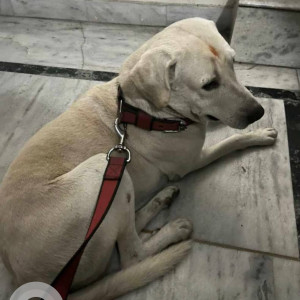 Labrador  found in West Mukherjee Nagar