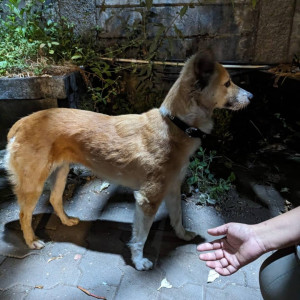 Lost dog found in Bhandup West, Mumbai-2