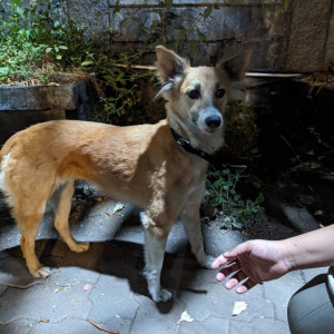 Lost dog found in Bhandup West, Mumbai