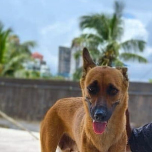 My dog rexie is missing from Mulund East Mumbai-2