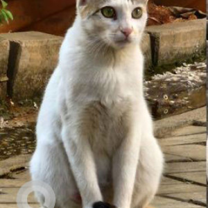 My pet cat kutty gundu is missing from Koramangala ST Bed Layout-2