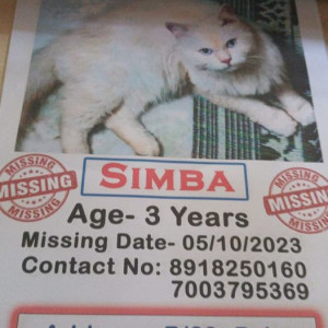 My pet cat simba is missing from Palm Avenue, Kolkatta