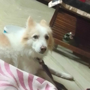 My Pet Dog sherry is missing from Vishnu Garden