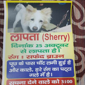 My Pet Dog sherry is missing from Vishnu Garden-2