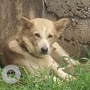 Found this dog in construction site in Aadhilakshmi st, Rajeswari nagar, selaiyur