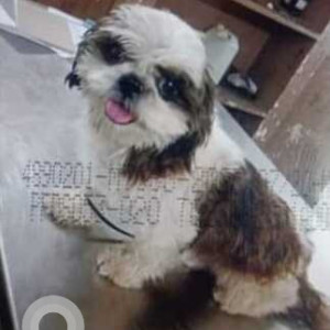 Shih Tzu dog is missing from  NBT nagar road no. 12 near Pochamma Temple