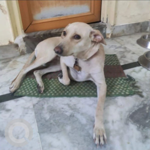 Missing pet alert, My pet NEO is missing from Pallavi Model School