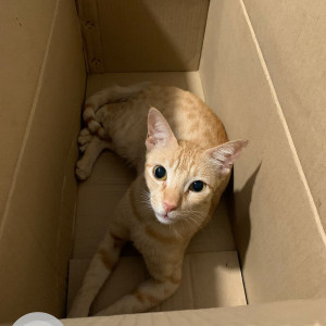 My cat Nina is missing from Charkop Sector 3-2