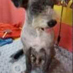 Oggy is missing from Sao Jose De Areal, near the Railways Tracks Nessai Ground-3