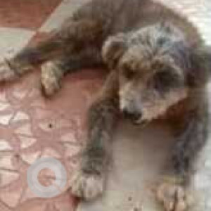 Oggy is missing from Sao Jose De Areal, near the Railways Tracks Nessai Ground-2