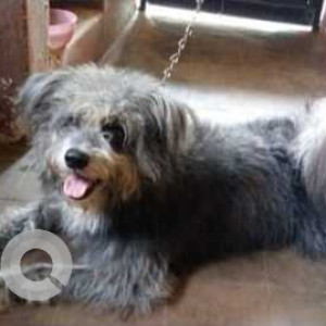 Oggy is missing from Sao Jose De Areal, near the Railways Tracks Nessai Ground