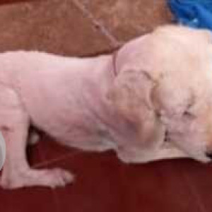 Sheru is missing from  Sao Jose De Areal, near the Railways Tracks Nessai Ground-2