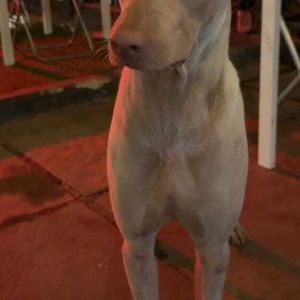 Dog lost in Calangute Holiday street