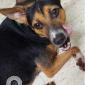 Indian mongrel is missing from Puzhal jail-2