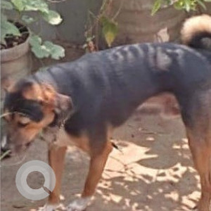 Indian mongrel is missing from Puzhal jail-3