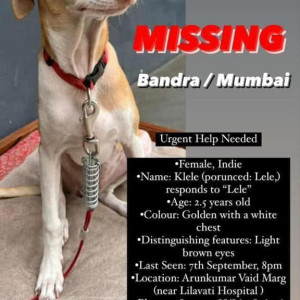 Our Pet Klele is missing from bandra. Please help to find her