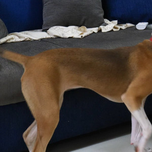 A White-Brown Mix Indie Dog Missing from Arkavathy Layout, Bengaluru-3