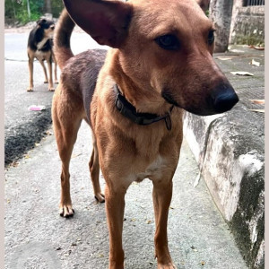 My pet dog Pagali is missing from Hyderabad-2