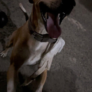 Indie dog is missing near Pallavaram-2