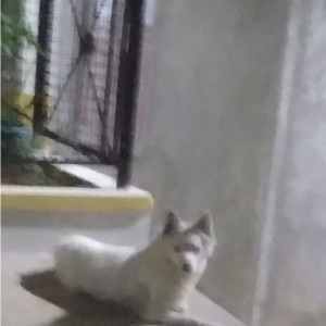 Pomeranian dog is found in  Boduppal, Hyderabad