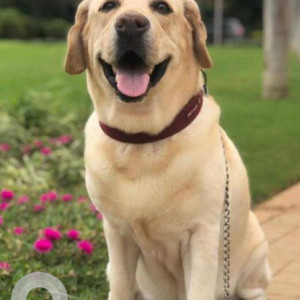 Labrador is missing near HDFC circle Panvel-2