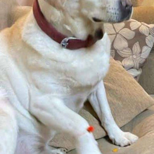 Labrador is missing near HDFC circle Panvel-3