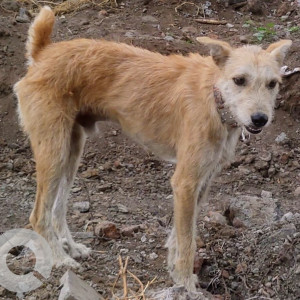 A dog is found in lene 13, hill area, Paramhansa Nagar, Paud Road, Kothrud-2